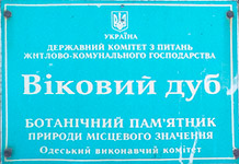 Найстаріше дерево Одеси