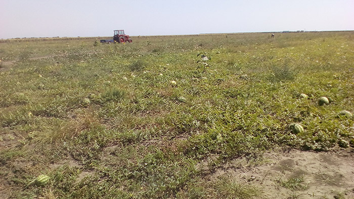 Баштан в Одеській області