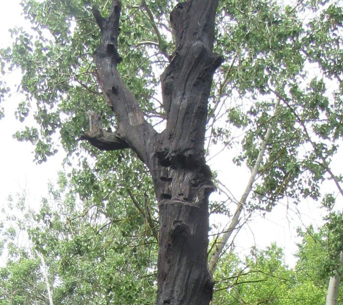 Тут були ікли