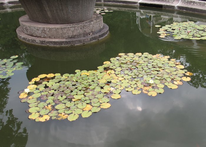 Водяна лілія