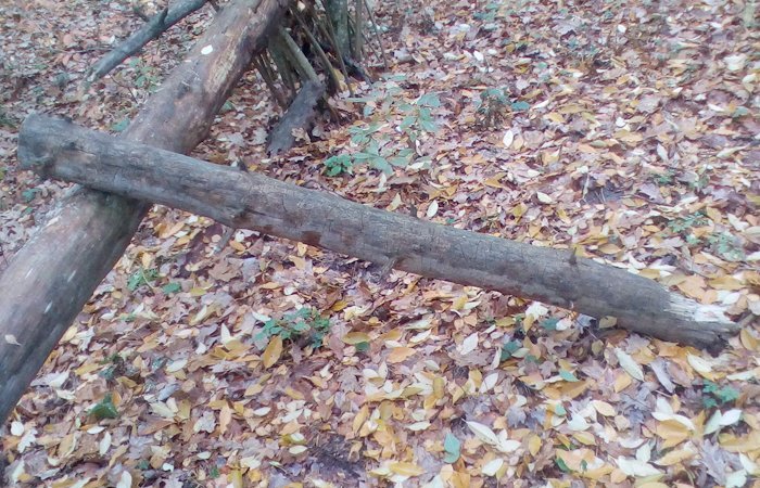 Повалене дерево