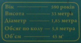 Дерево-патріарх біля Трихгір'я